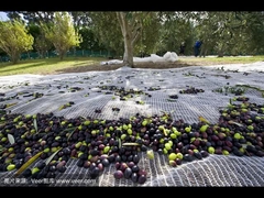 La función neta verde oliva