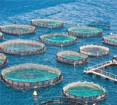 Máquina de fabricación de redes de pesca sin nudos de alta mar